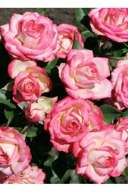 Троянда спрей Сафіна білі квіти з рожевим кантом крупним планом